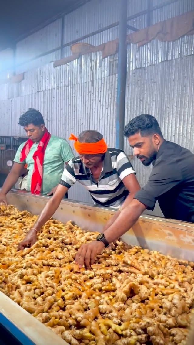 KNP ginger prepared for Dubai export